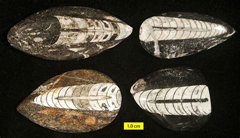 orthoceras fossil fake vs real|Wooster’s Fossils of the Week: Very common  .